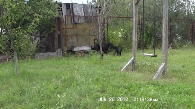лето 2012. черный шнауцер щенки - 3 мес смотреть онлайн