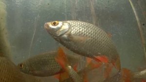 ТЫ ДОЛЖЕН ЗНАТЬ.МЕСТО СТОЯНКИ ПЛОТВЫ ЗИМОЙ,рыбалка 2021 зима,безмотылка на плотву,