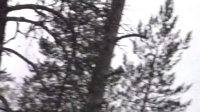 молния по дереву смотреть онлайн