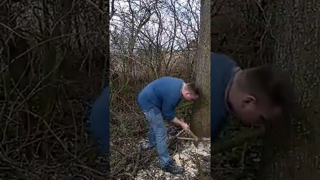 Очистка участка от деревьев смотреть онлайн