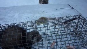 Поймали хорька который воровал кур