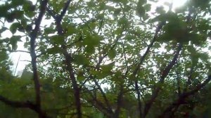 АБРИКОС  Когда начинает плодоносить