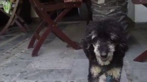 Озабоченный песик