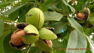 Орех грецкий (juglans) ? грецкий орех обзор: как сажать, саженцы ореха