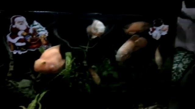 В Таганроге показываю животных и кстати с новым годом!!! (Описание!) смотреть онлайн