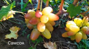 КАТАЛОГ ВИНОГРАДА НА ОСЕНЬ 2022 Г. - 2023 Г.