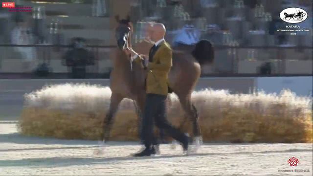 N 233 LAYALI ALSAYED Katara Int Arabian Horse Festival 2022 Yearling Fillies Class 1A смотреть онлайн