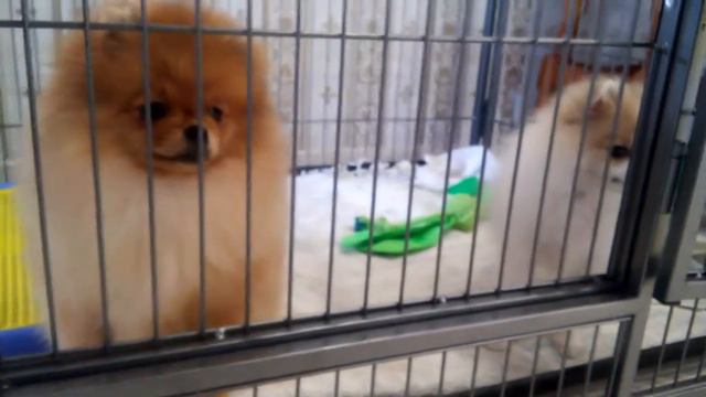 Померашки Айгуль и Джессика 4мес шенки смотреть онлайн