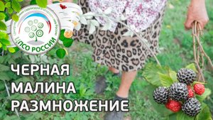 Черная малина. Размножение черной малины.