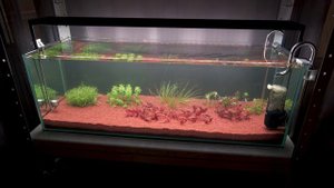 Протококкус - это не приговор