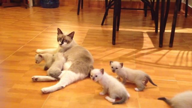 Мяуканье маленьких котят / Забавные мяуканье / Котята мяуканье -это кошек мяуканье