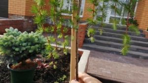 Лиственница на штамбе!