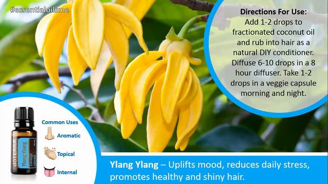 Attractive doTERRA Ylang Ylang Essential Oil Uses