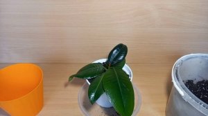 Фикус КАУЧУКОВЫЙ, как размножаться быстрее всего