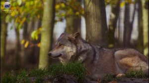 ВОВК | Життя вовків у дикій природі | WOLF