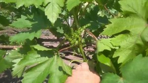 Пасынковые побеги на винограде: какие удаляем?