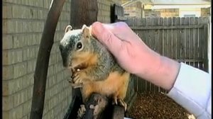 Wild Squirrel Scratch and Pet, Better version