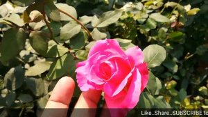 Best Hybrid Tea Roses - Best HT Rose Varieties / Rose Flower