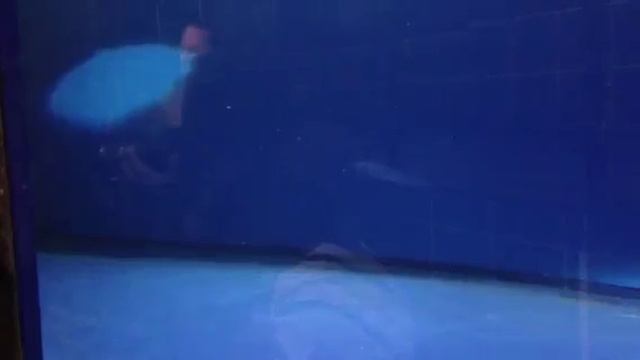 Нерпа Муся. Именно такие нерпы обитают в байкальском заповеднике смотреть онлайн