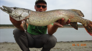 Крупная щука на резинку с берега.