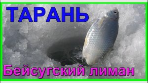 Январь. Подлёдный лов ТАРАНИ зимой на поплавок, кивок. Бейсугский лиман. Насадка- подкрашенная манка