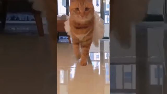 Грация кошки ?