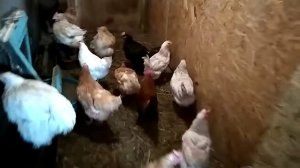 Карликовый петушок среди обычных кур