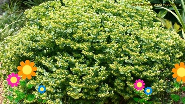 Молочай Тайни Тим. Краткий обзор, описание характеристик Euphorbia Marginata Tiny Tim