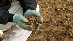 СЕКРЕТЫ осенней пересадки клубники