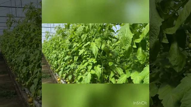 EWHW3459м с смотреть онлайн