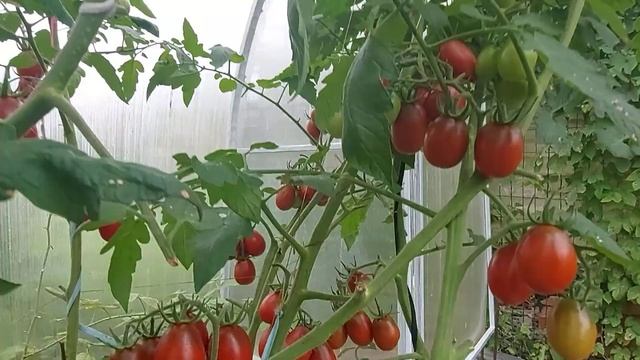 #Фитофтороза не будет Прелое сено #Мульчирование_прелым_сеном #От_фитофторы_на_томатах_и_картофеле смотреть онлайн