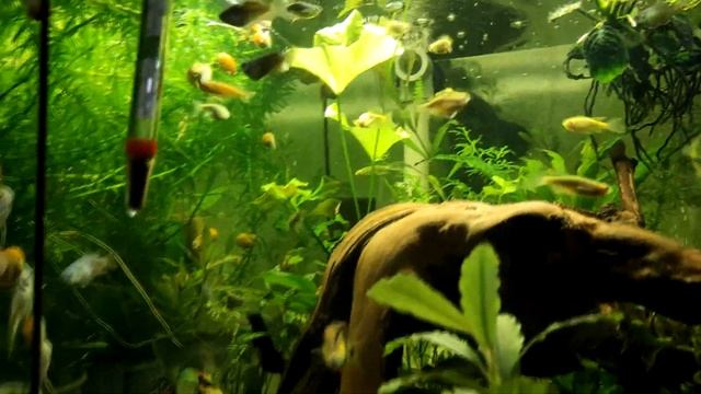 Работа с мальком и личинкой... смотреть онлайн