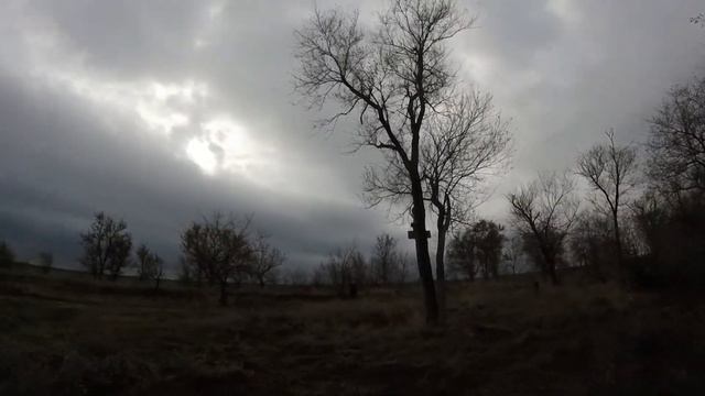 Охота на фазана и куропаток. Собаки сходят с ума от количества дичи.
