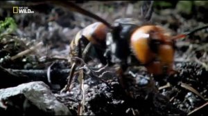 Дикие животные Японии (ч.2)