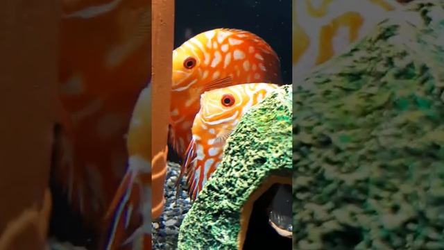 Orange Checkerboard Discus Breeding ??