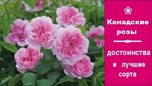 ❀ Канадские розы: достоинства и лучшие сорта