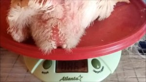 Растим бройлеров легко и просто!!!! Вес бройлеров кобб-500 в 20 дней