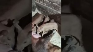 Поросята Дюрок.месячные дюрки,чистокровные дюрки,