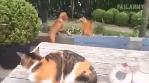 На кота напала собака