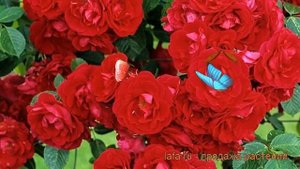 Роза плетистая Фламентанц (rose flammentanz) ? Фламентанц обзор: как сажать, саженцы розы Фламентан