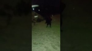 Старшему сыну, подарили собаку,на день рождения!)