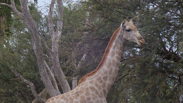 Giraffes and Acacia Trees - Eyes on Africa смотреть онлайн