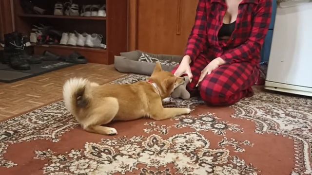 253. Как играть с Сиба-ину? смотреть онлайн