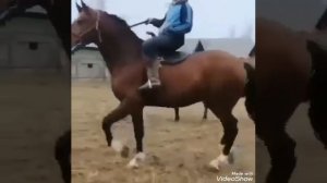 Лошадь для кок бору