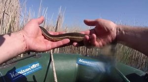 Какую рыбу можно поймать в болотах? Вы удивитесь!