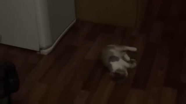 Кошка просит кота. Что делать? Your cat wants a cat? смотреть онлайн