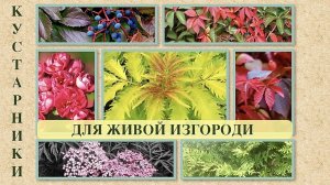 КУСТАРНИКИ ДЛЯ ЖИВОЙ ИЗГОРОДИ. ТУИ / БОЯРЫШНИК / БУЗИНА / АРОНИЯ / ЛЕЩИНА / ДЕВИЧИЙ ВИНОГРАД.