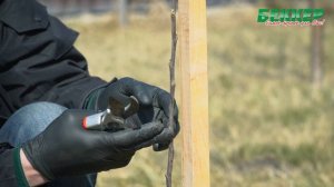 Обрезка саженцев после посадки. Как создать красивую крону яблони?