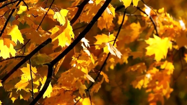 СТАККАТО ДОЖДЯ смотреть онлайн