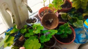 Спасти  или выкинуть?! Что делать с пеньками пеларгонии после черенкования?!